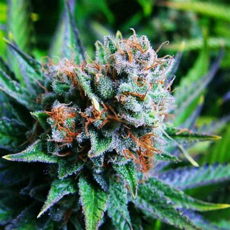 What Is Blue Dream, and What Makes the Weed Strain So Popular? - Canniseur