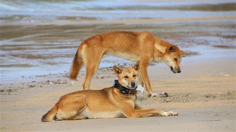 Toddler bitten by dingo on Queensland's Fraser Island, airlifted to Bundaberg Hospital - ABC News