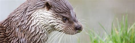 Otter Habitat - BioExpedition