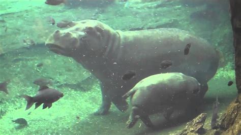 CUTE - Mama Hippo and Baby Hippo Swimming Together - YouTube