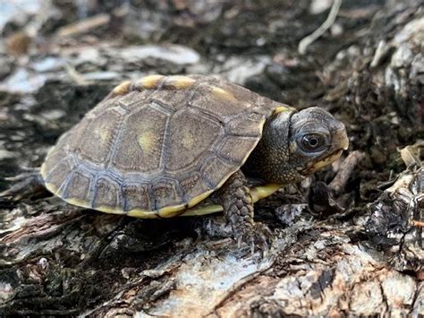 Baby Ornate Box Turtles for sale | Snakes at Sunset