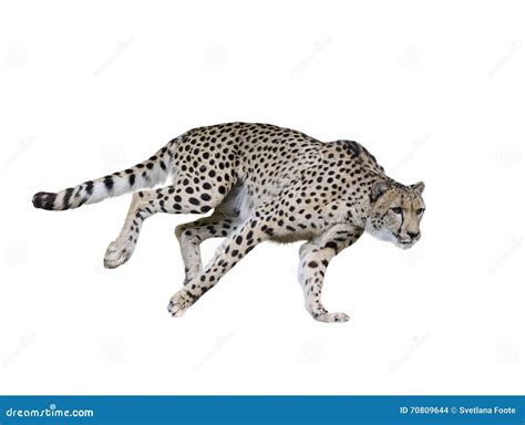 Cheetah (Acinonyx Jubatus) Running Stock Photo - Image of african, feline: 70809644