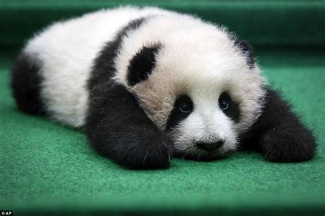 Malaysian zoo's panda cub falls asleep during her grand debut | Daily Mail Online