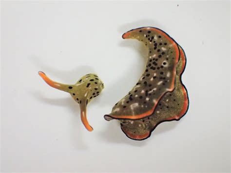 This Sea Slug Can Chop Off Its Head and Grow an Entire New Body--Twice | Scientific American