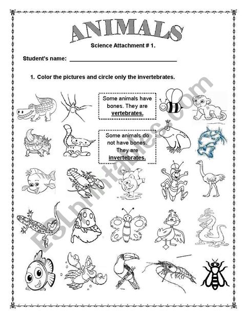 Vertebrates And Invertebrates Animals Worksheets