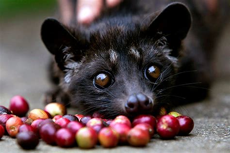 The Shitty Reality Behind Civet-Poop Coffee - Saigoneer