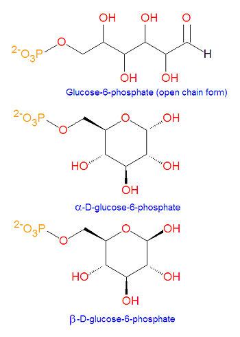 Glucose-6-phosphate - encyclopedia article - Citizendium