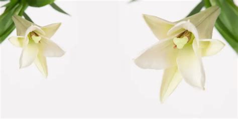 A Guide to Easter Lily Care - ProFlowers Blog