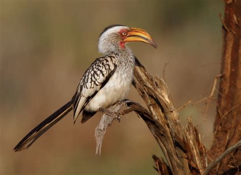 Africa – Hornbills, Hoopoes & Barbets – Nature Photography