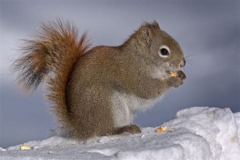 American Red Squirrel Eating Corn - Free photo on Pixabay - Pixabay