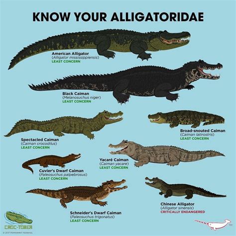 Know your alligators | Animals wild, Zoo animals, Animal facts