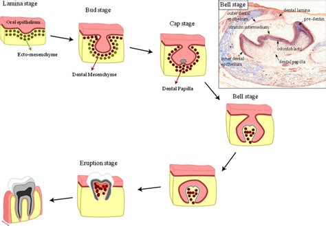 Stages Of Tooth Development Histology