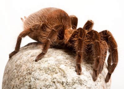 Pet Tarantula Spider Habitat | Tarantula Guide