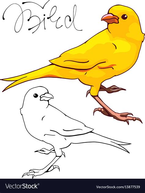 Yellow canary bird Royalty Free Vector Image - VectorStock