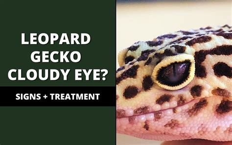 Leopard Gecko Cloudy Eye? (Signs & Treatment) - Reptile Maniac