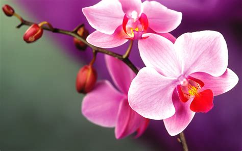 Orchid - Flowers Wallpaper (35255212) - Fanpop