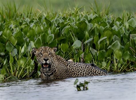 Pantanal Travel: Brazil Wildlife Holidays | View Traveling