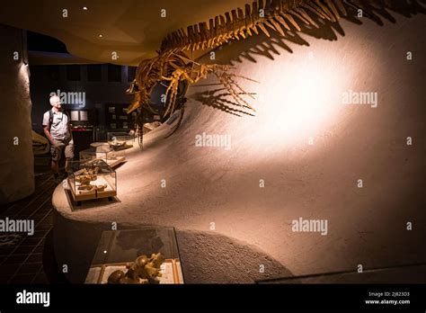 View of visitor looking at a mounted Mosasaurus fossil at the Natural History Museum in ...