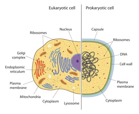 Prokaryotic Cell Wall Structure