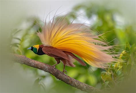 Here Are Five Most Beautiful Birds With Strikingly Fancy Tail Feathers