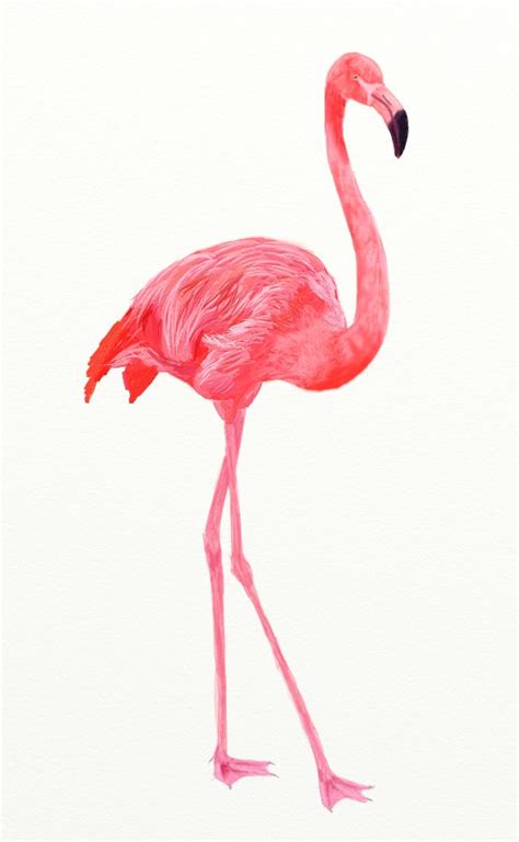 Flamingo Drawing, Pencil, Sketch, Colorful, Realistic Art Images | Drawing Skill