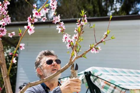 Beginners Guide to Pruning Peach Trees