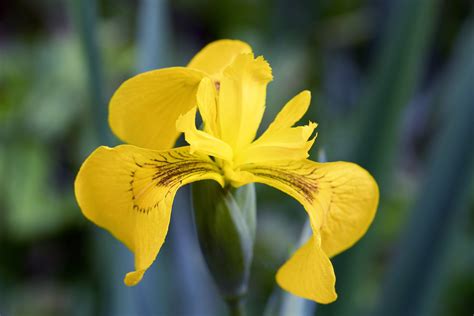 How to Grow and Care for Yellow Iris