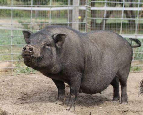 American mini pig association mini pig breeds in 2024 | Pot belly pigs ...