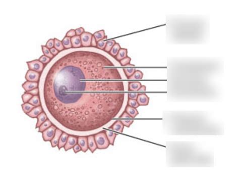 structure of human secondary oocyte Diagram | Quizlet