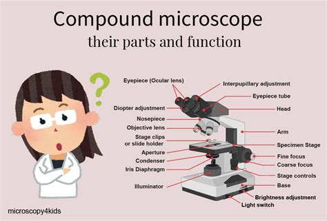 Compound microscope - their parts and function - Microscopy4kids