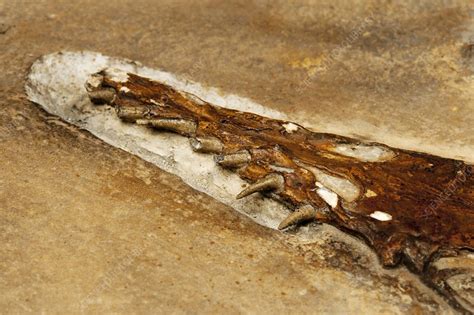 Pterosaur fossil - Stock Image - C023/6609 - Science Photo Library