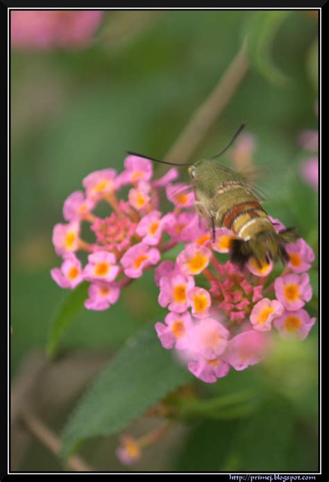 Prime Photos: Hummingbird Hawk Moth