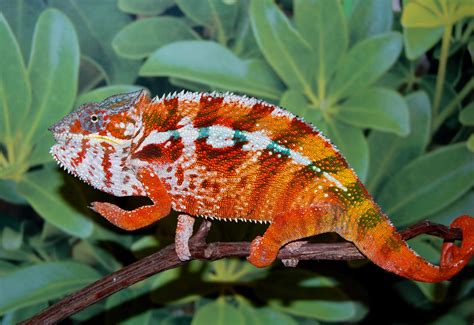 Tamatave Panther Chameleon (Clayton Bloodline) | FL Chams