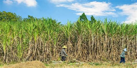 TANZANIA: Sugar-cane plantation to be transformed into reserve, soon | Afrik 21