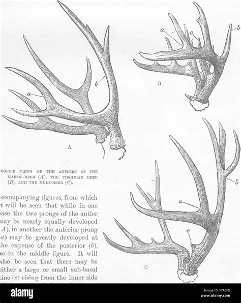 DEER: Profile Antlers of marsh- Virginian & mule-, antique print 1894 ...