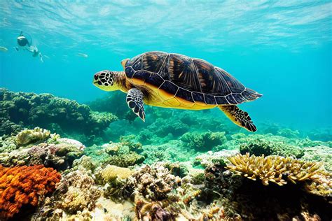 Turtle is swimming in underwater 22331621 Stock Photo at Vecteezy