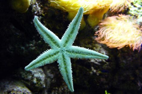 Green Starfish in the ocean image - Free stock photo - Public Domain ...