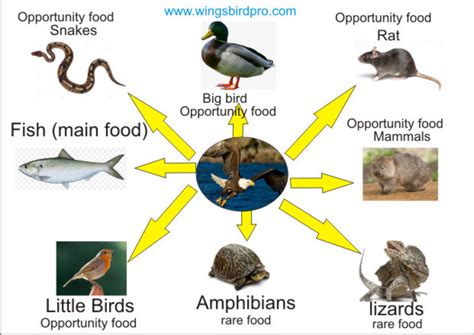 Philippine Eagle Diet