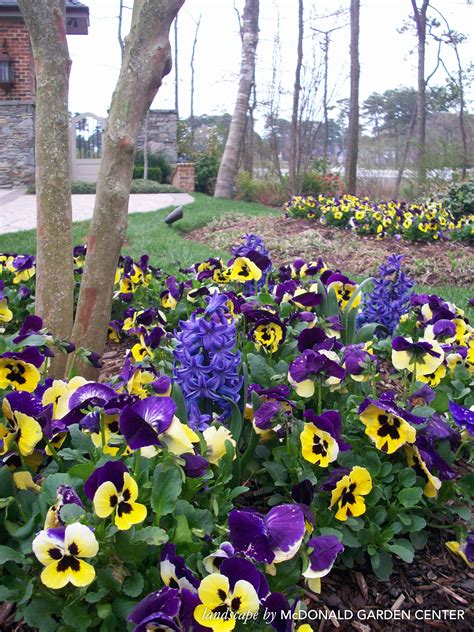 10+ Pansy Flower Bed Designs