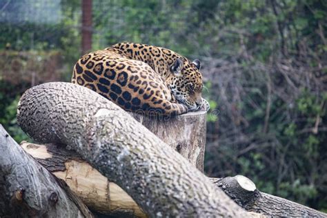 Beautiful leopard sleeping stock photo. Image of hunt - 258157106