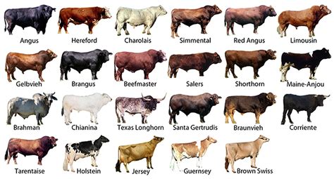 Various Cattle Breeds in the World and Philippine Native Cow - Manigo Agri-Business Park ...