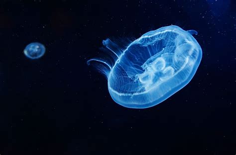 Moon Jellyfish Facts: Animals of North America - WorldAtlas