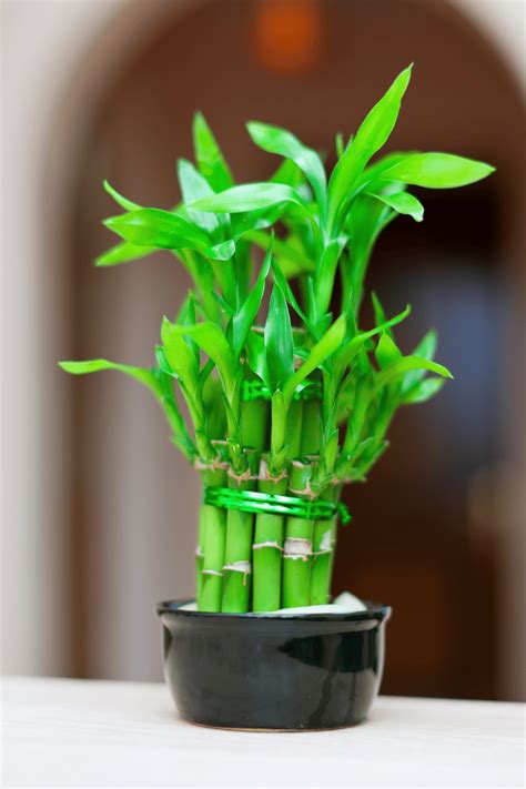 lucky bamboo (1) - Gardening Soul