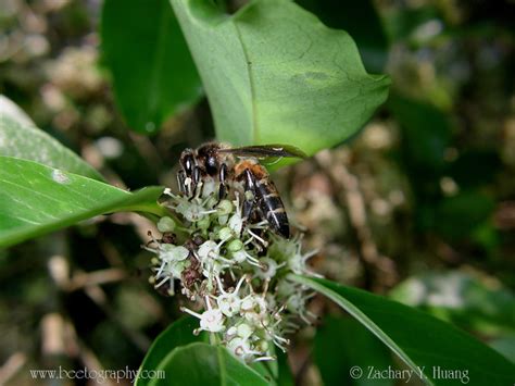 Apis dorsata paper and photos « Michigan Beekppers Association