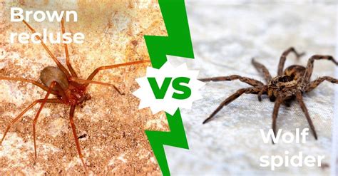 Wolf Spider vs Brown Recluse: Five Main Differences Explained - AZ Animals