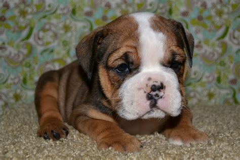 American English Bulldog Puppies Images & Pictures - Becuo