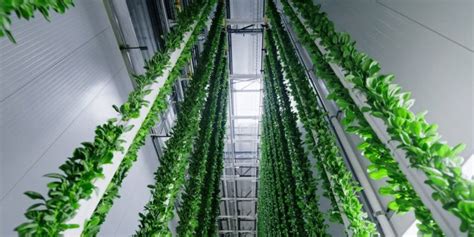 Vertical Farming: How Technology Is Changing The Future Of Agriculture - Business News