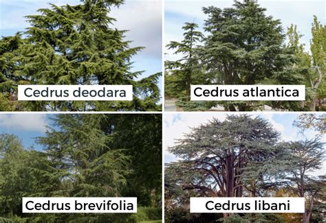 10 Different Types Of Cedar Trees With Pictures (Identification Guide)