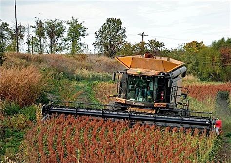 Sorghum harvest in York County - YorksPast