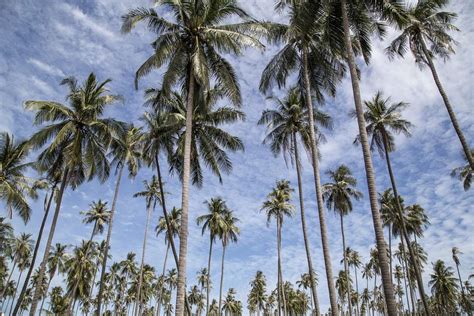 Lukisan Pokok Kelapa Di Tepi Pantai : TUMBUHAN SEMULA JADI DAN HIDUPAN LIAR: Hutan Pantai ...